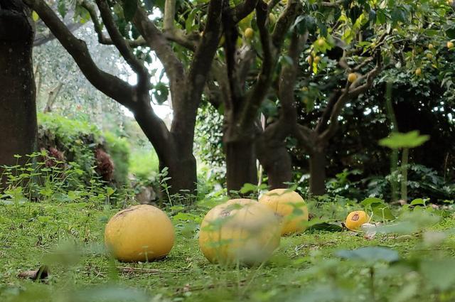 Фото автора Капри огромные лимоны